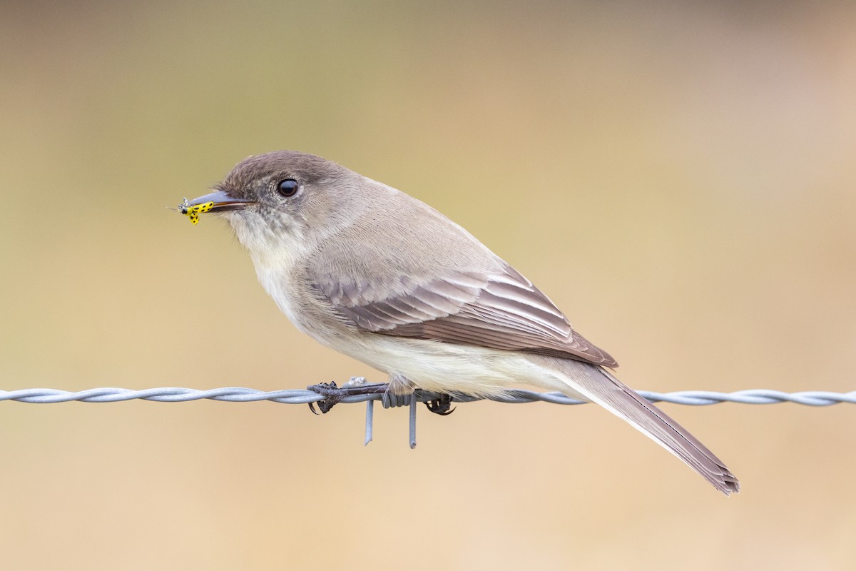 Eastern Phoebe - ML519668981