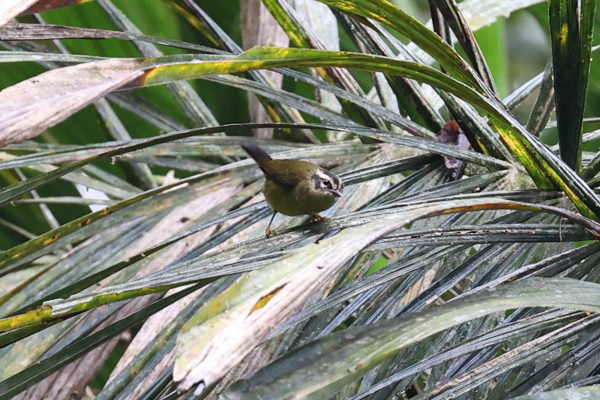 Three-striped Warbler (auricularis) - george parker