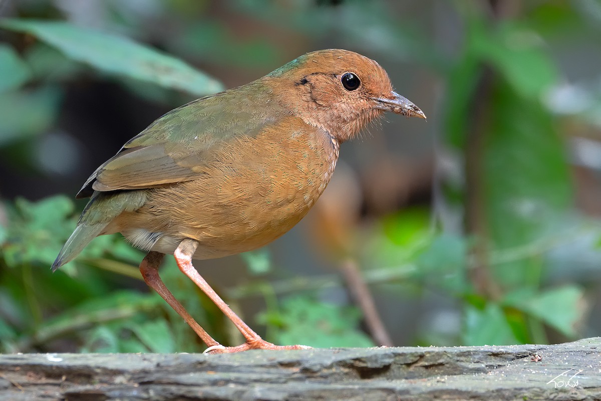 Blue-naped Pitta - MAHASAK  SUKMEE