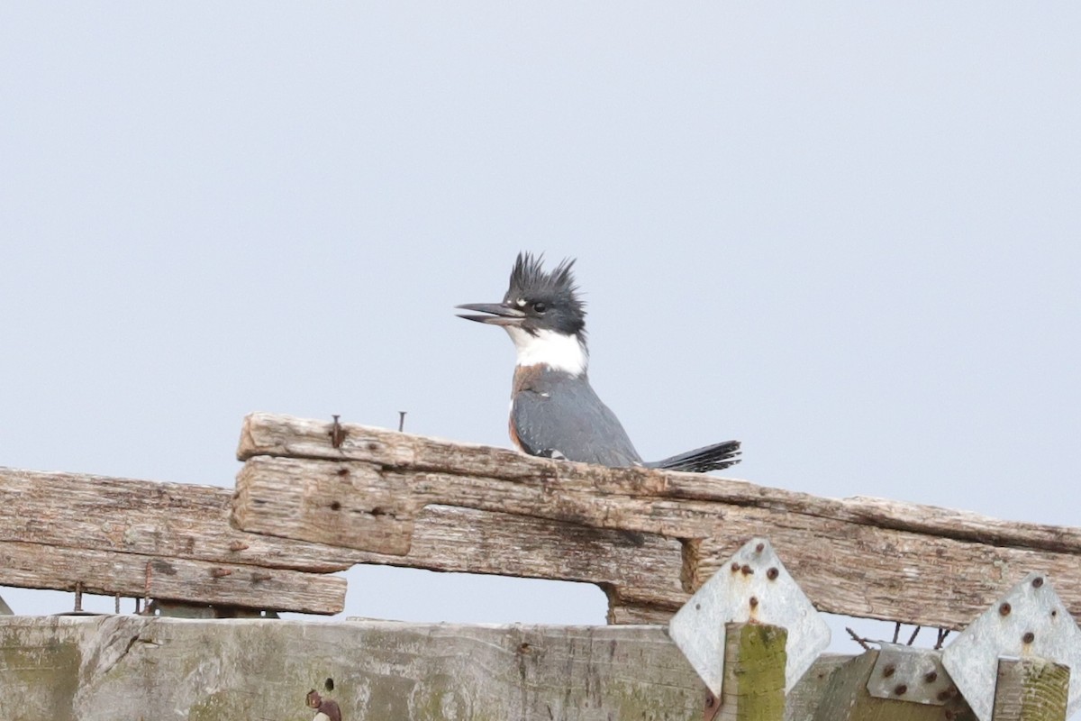 Belted Kingfisher - ML519670091