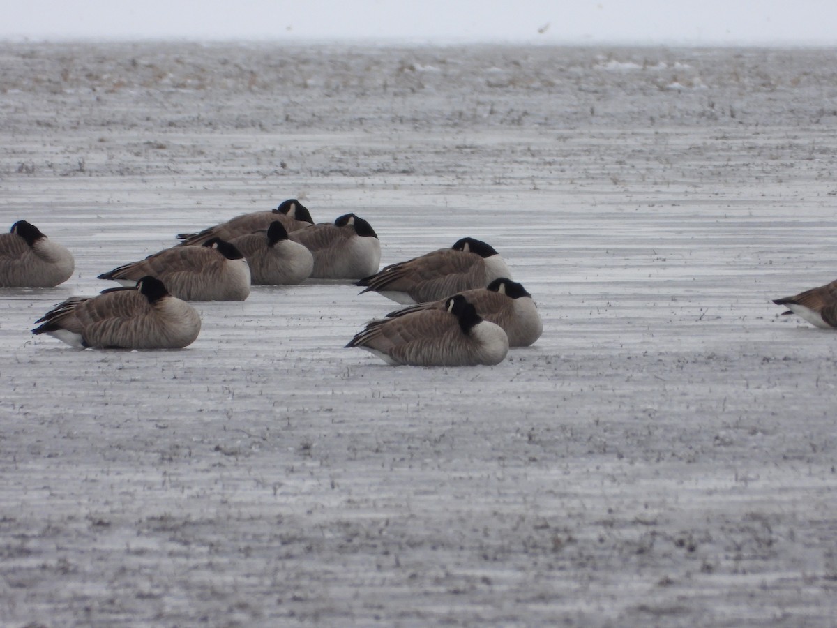 Canada Goose - ML519671271