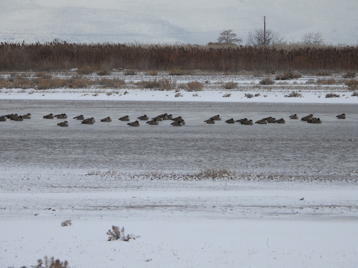 Canada Goose - ML519671281