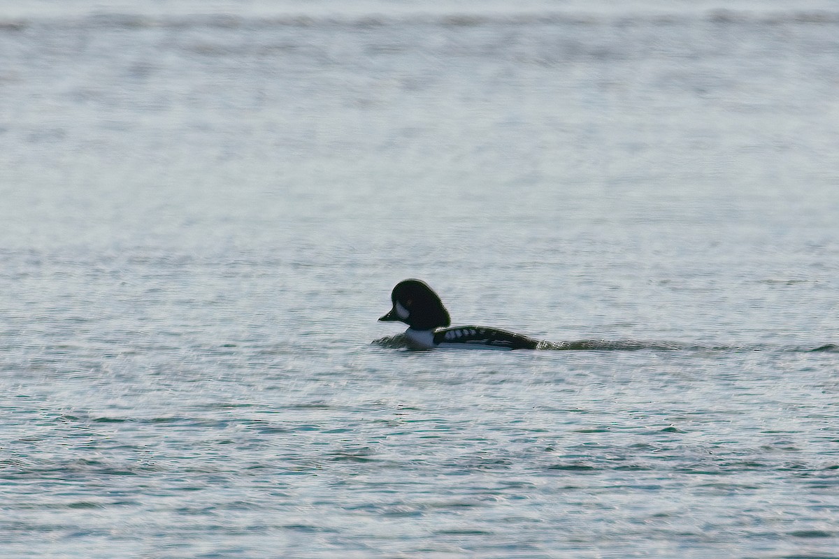 Barrow's Goldeneye - ML519672761