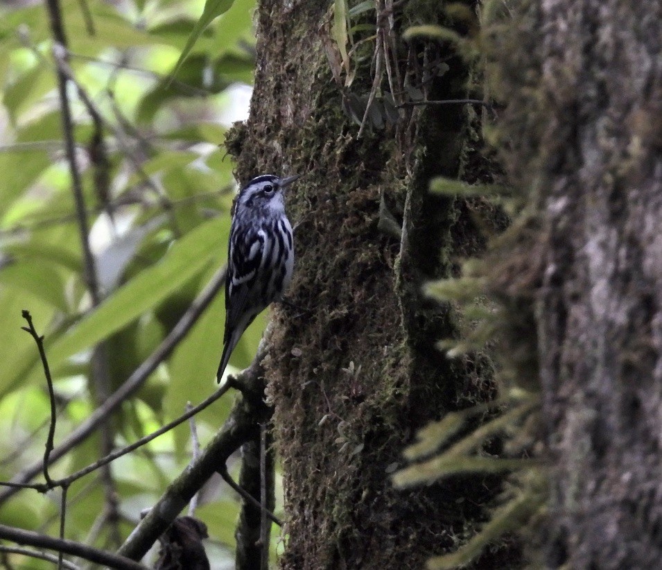 Black-and-white Warbler - ML519672911
