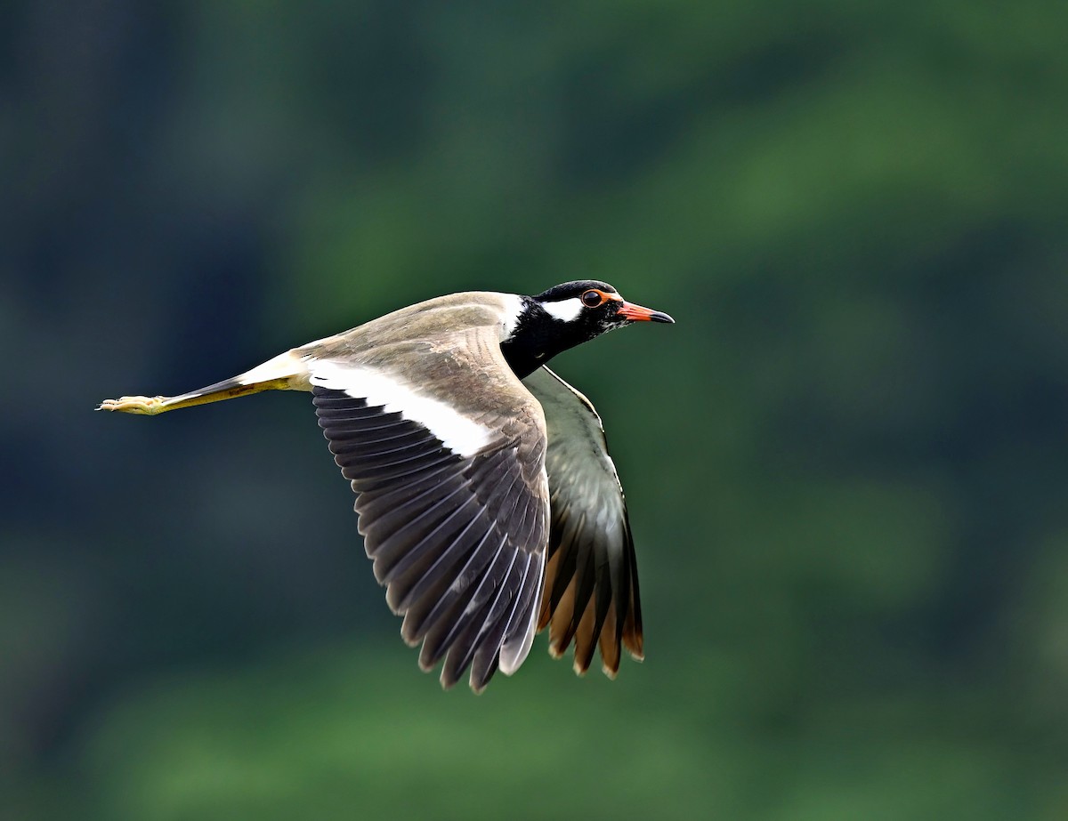 Red-wattled Lapwing - ML519673161