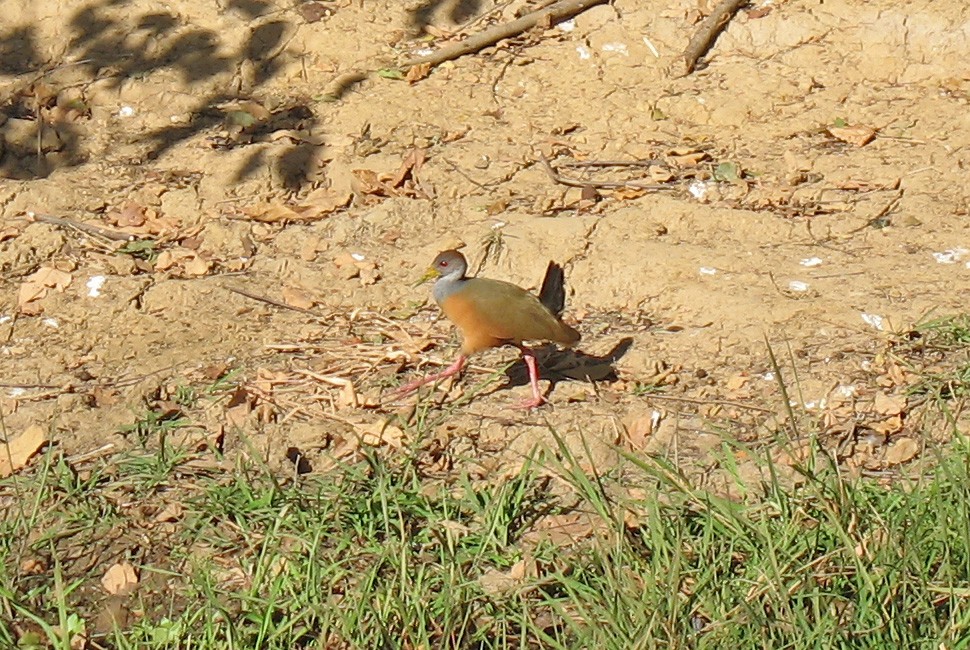 Gray-cowled Wood-Rail - ML519673441