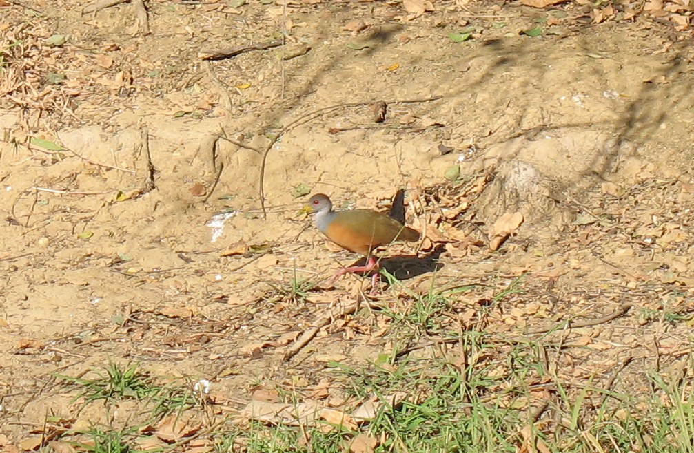 Gray-cowled Wood-Rail - ML519673451