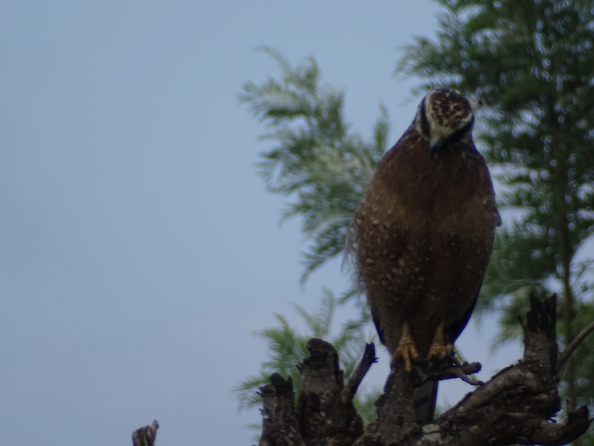 Crested Serpent-Eagle - ML519674181