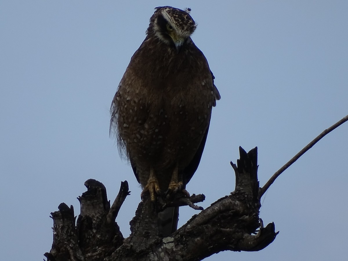 Crested Serpent-Eagle - ML519674211