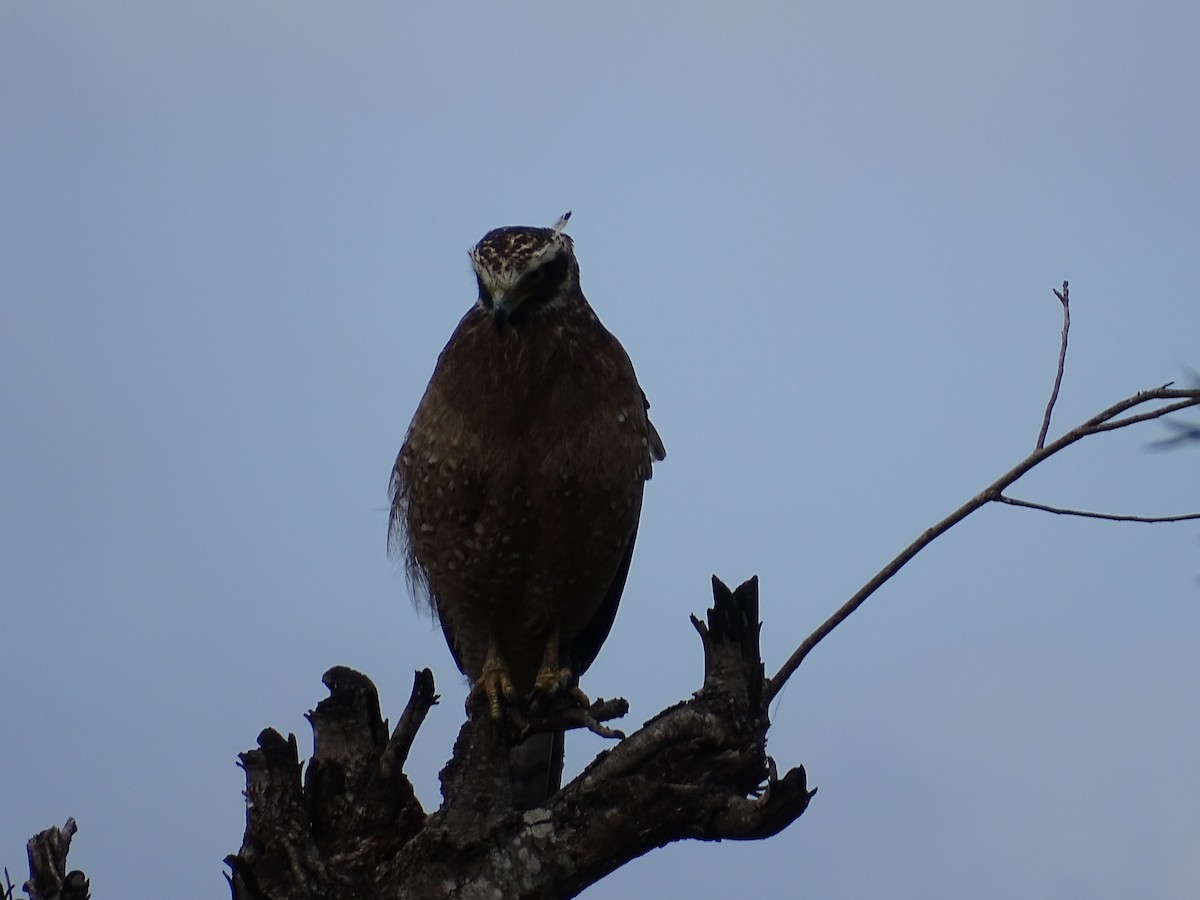 Crested Serpent-Eagle - ML519674221
