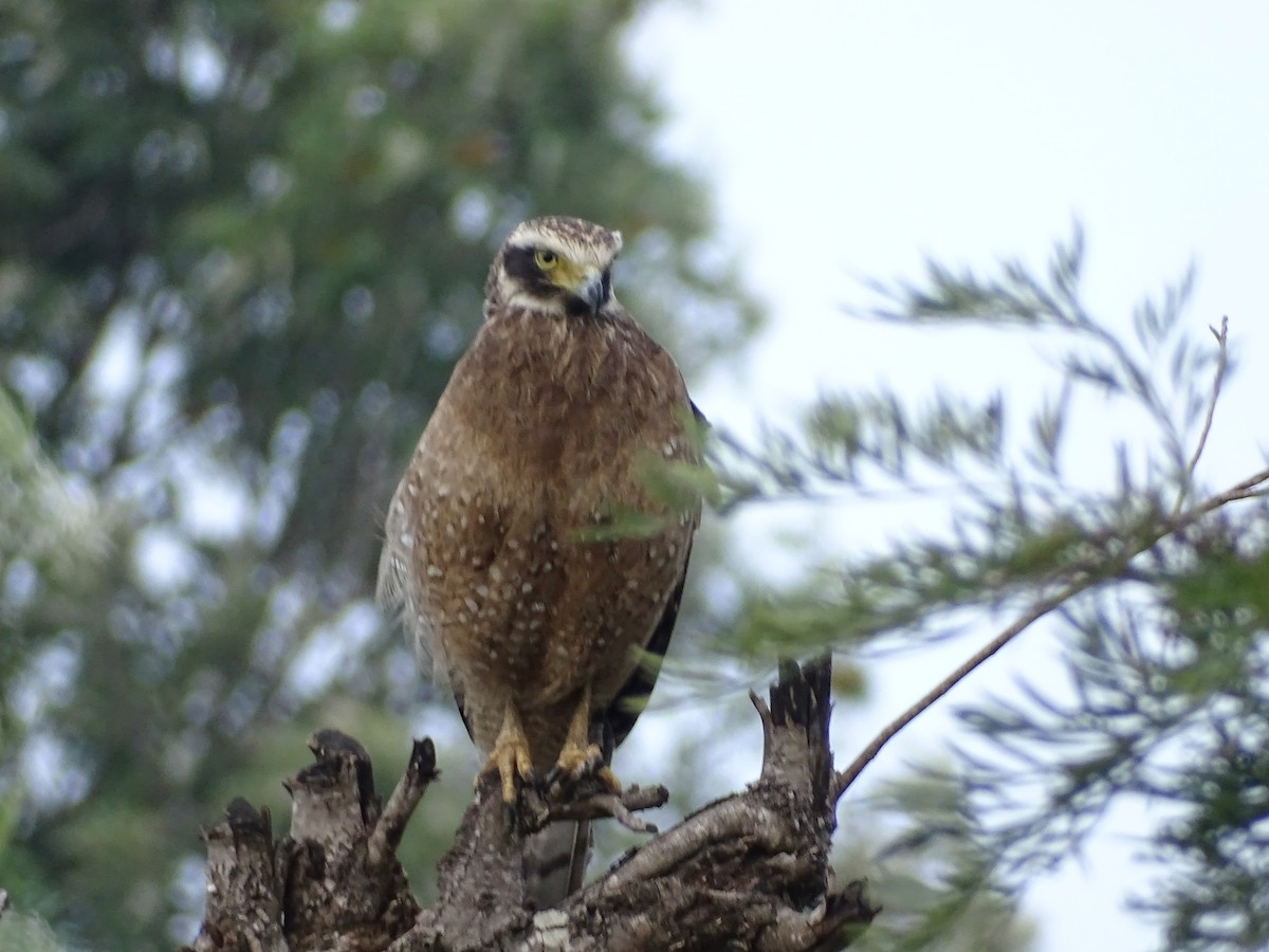 Crested Serpent-Eagle - ML519674241