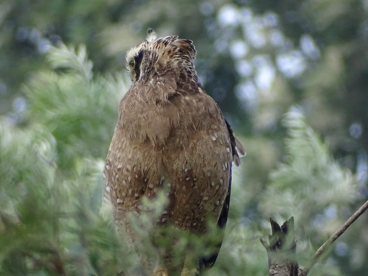 Crested Serpent-Eagle - ML519674251