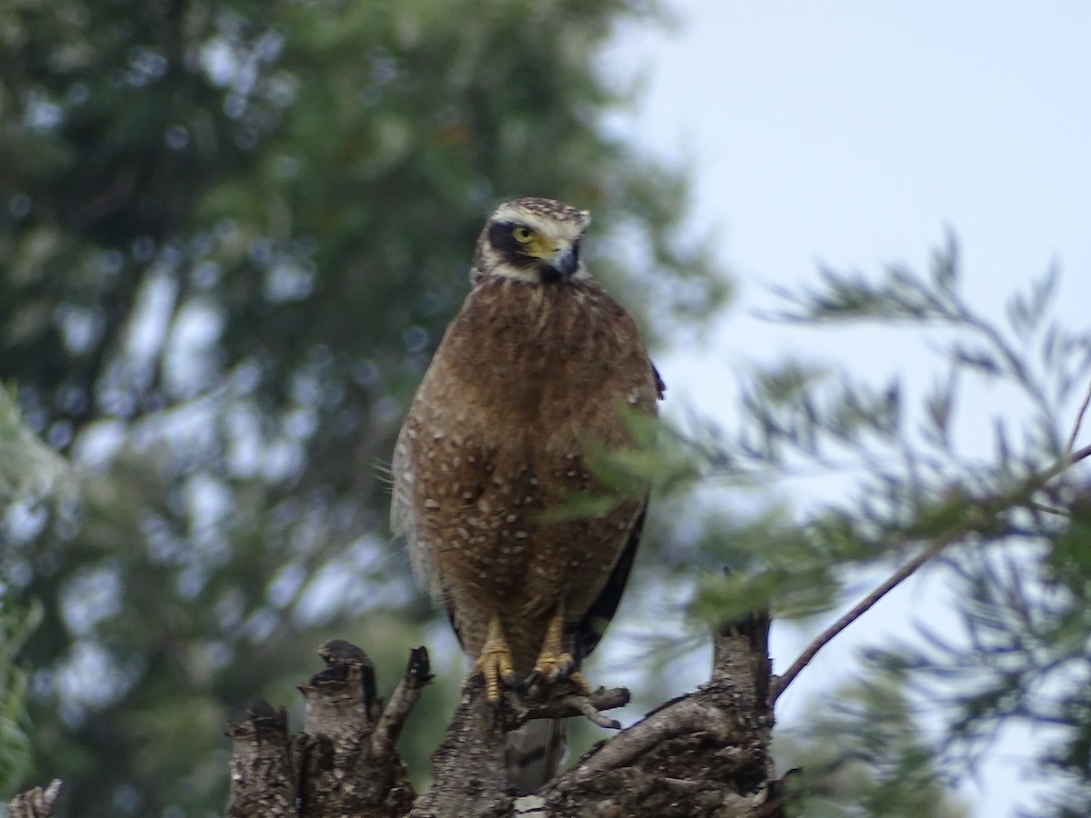 Crested Serpent-Eagle - ML519674261