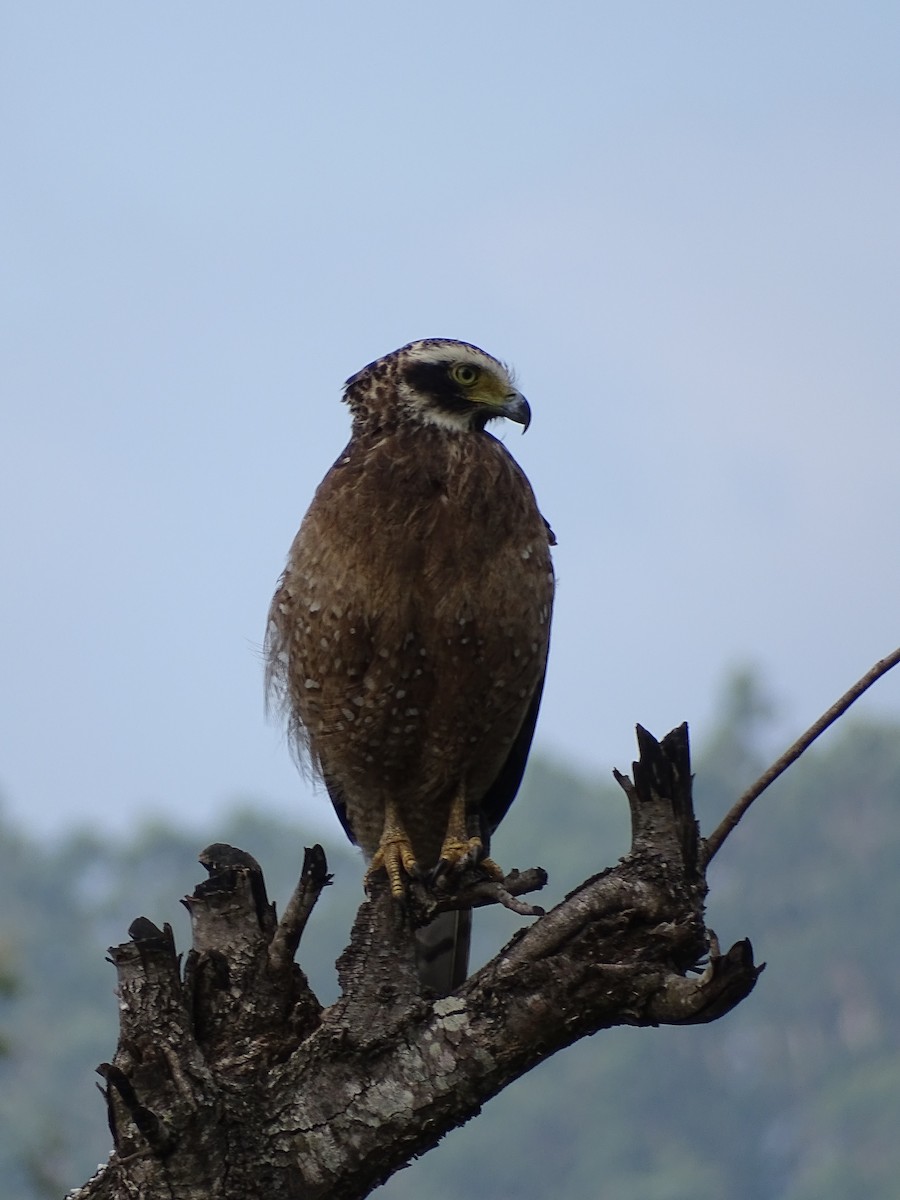 Crested Serpent-Eagle - ML519674461