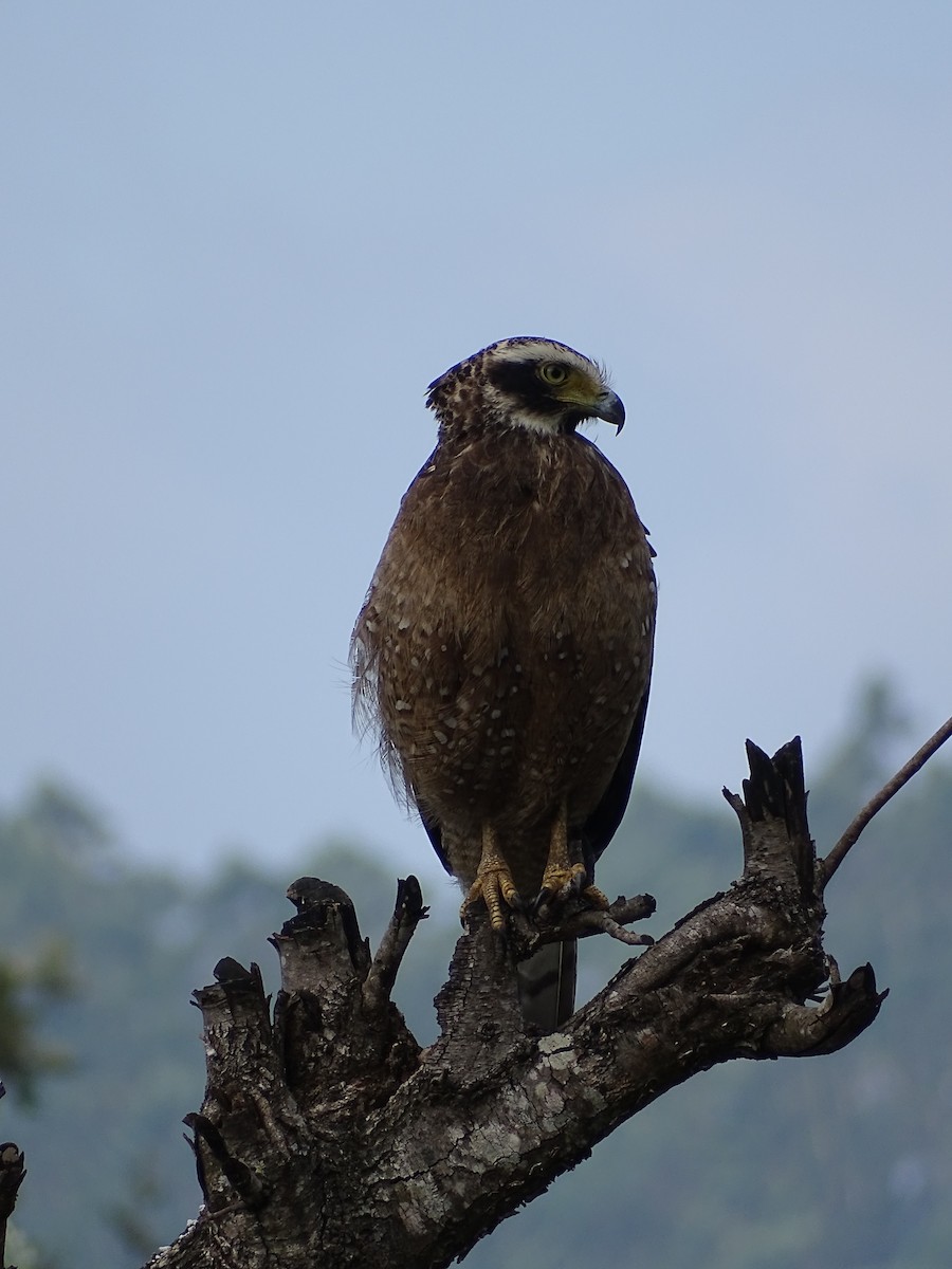 Crested Serpent-Eagle - ML519674511