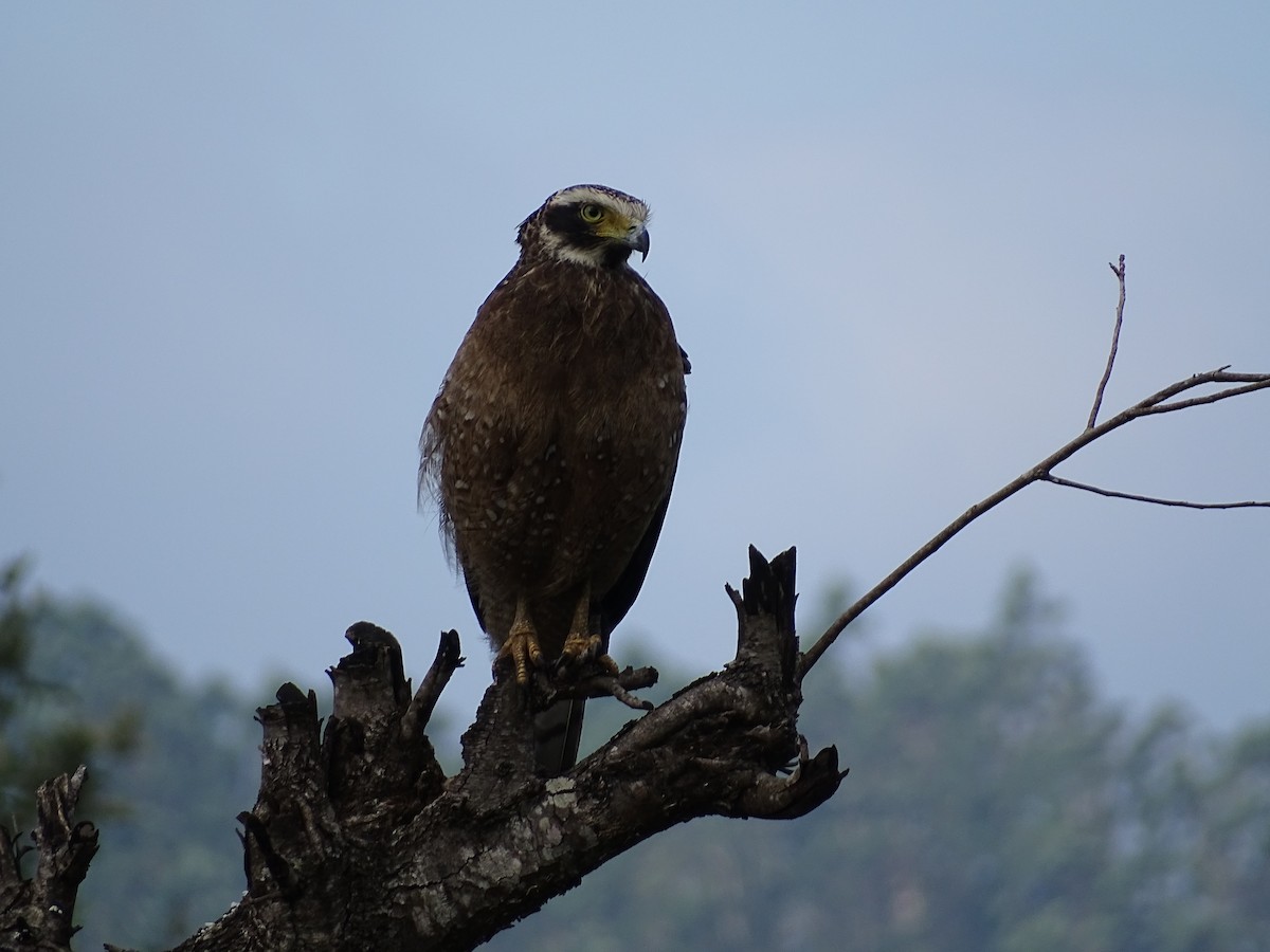 Crested Serpent-Eagle - ML519674521