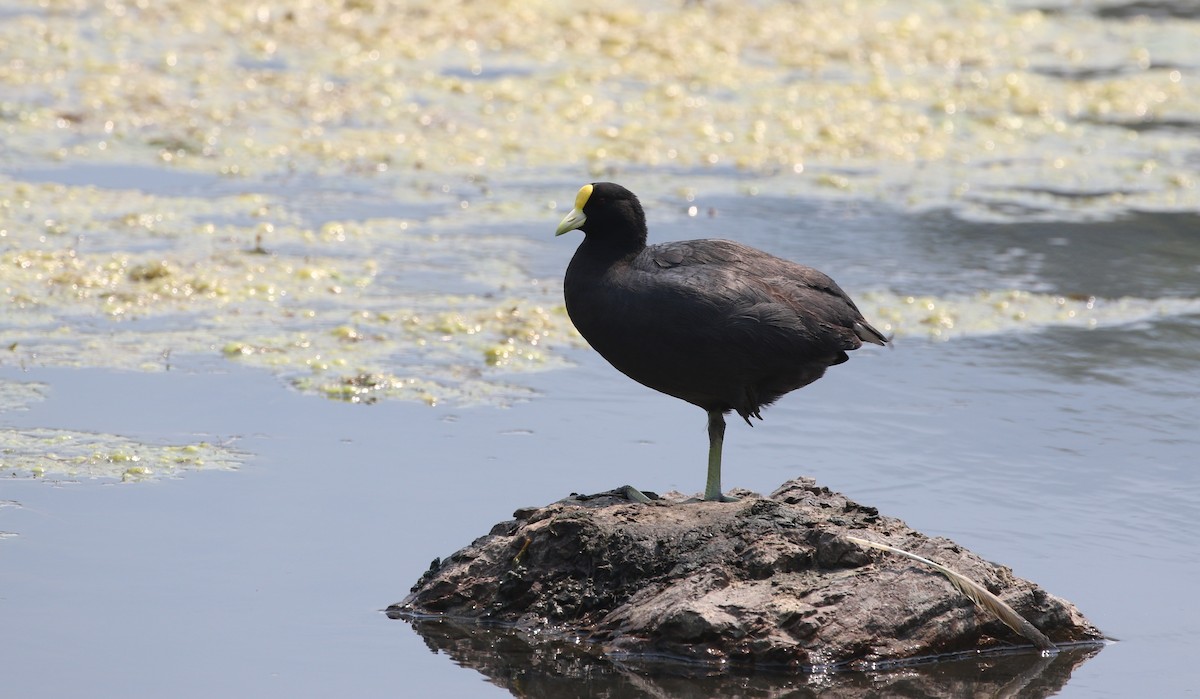 White-winged Coot - ML519675081