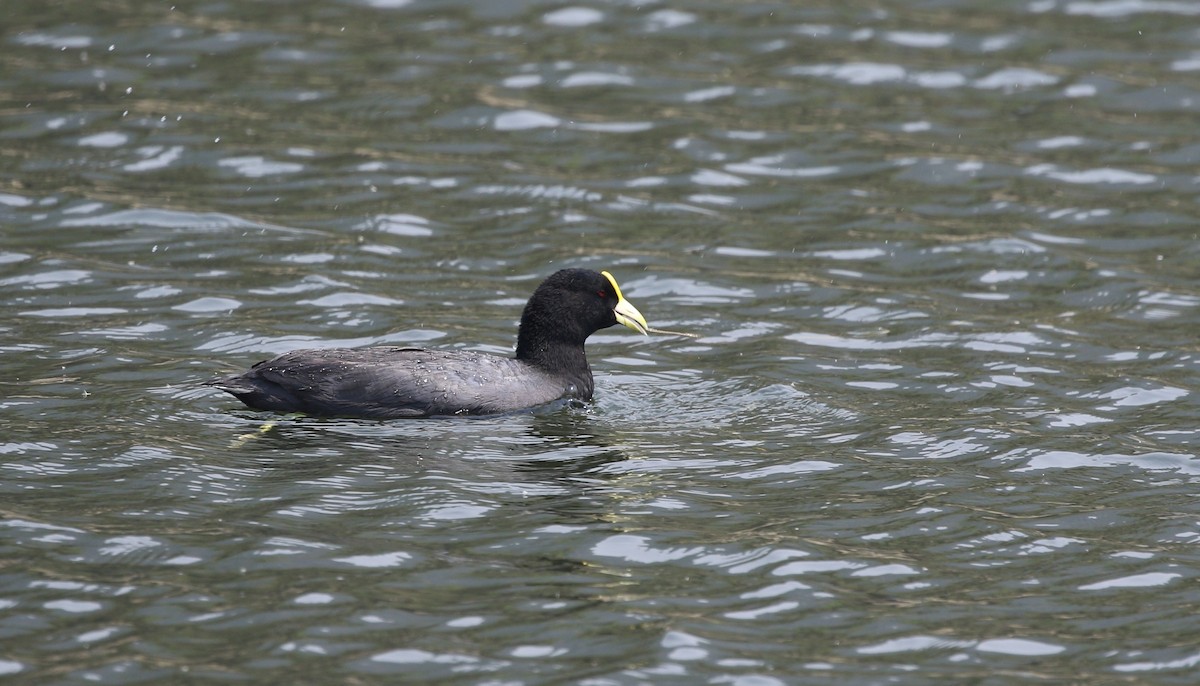 White-winged Coot - ML519675091