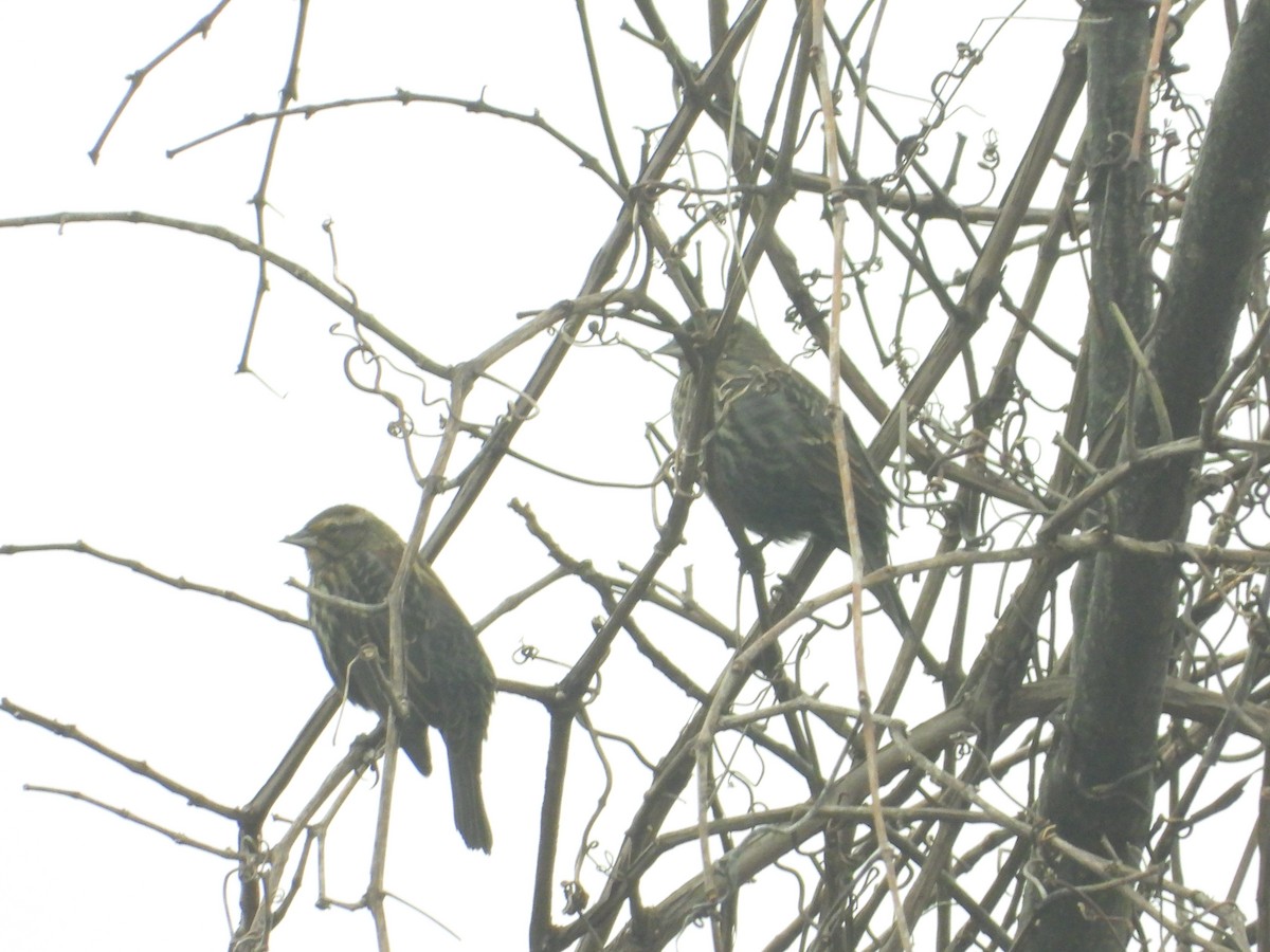 Red-winged Blackbird - ML519675351