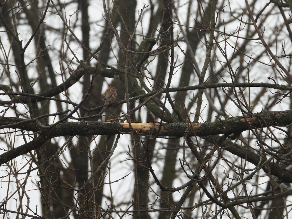 Field Sparrow - ML519675521