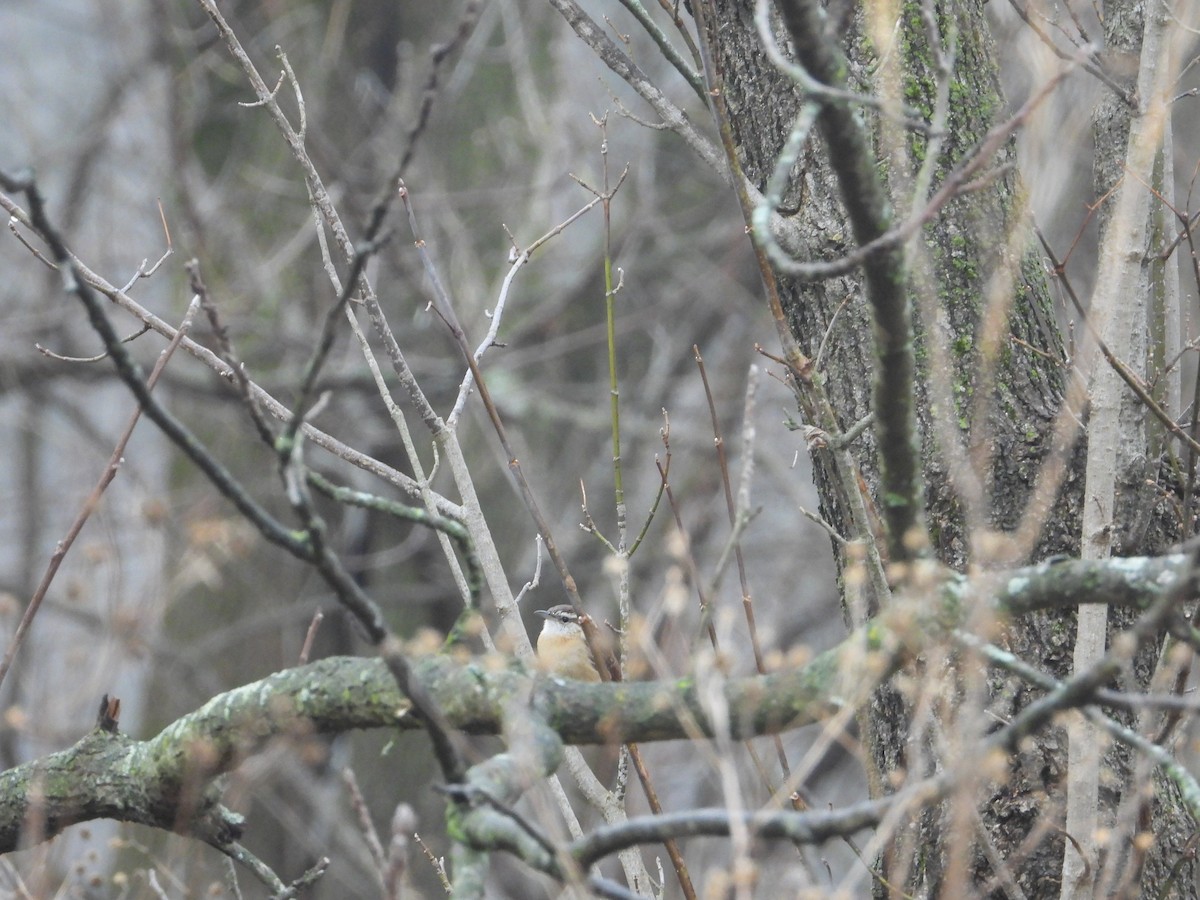 Carolina Wren - ML519675561