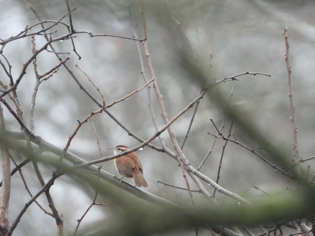 Carolina Wren - ML519675571