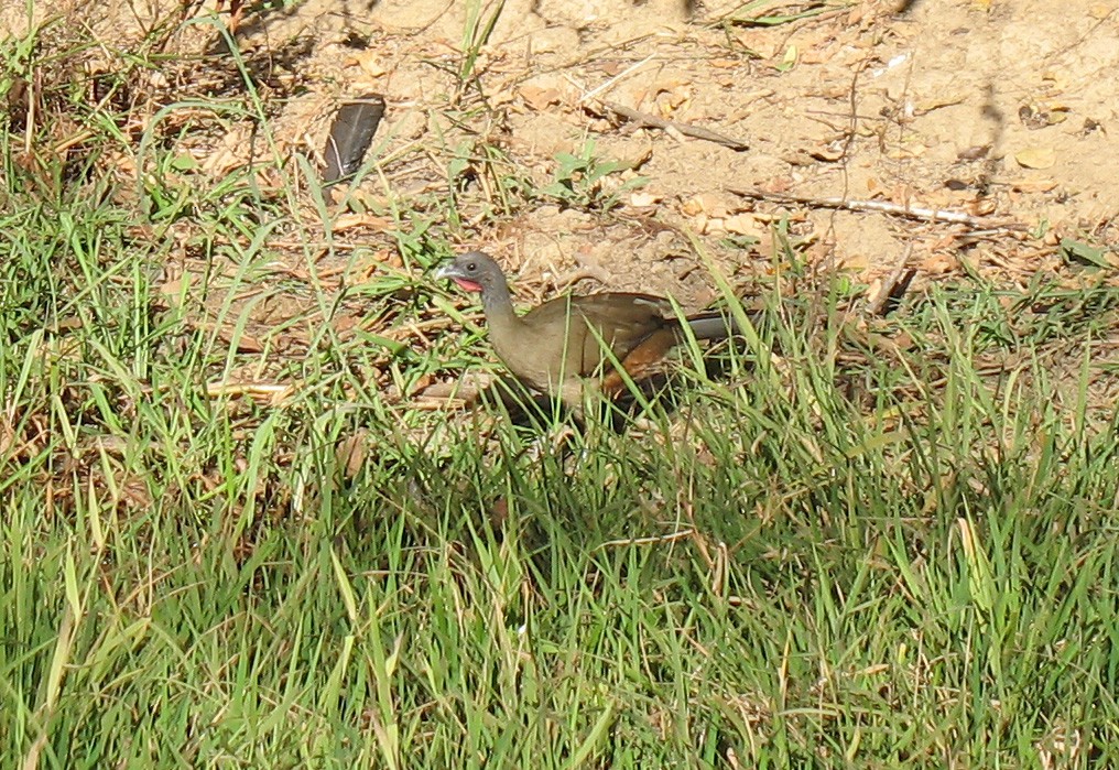 Rufous-vented Chachalaca - ML519675721