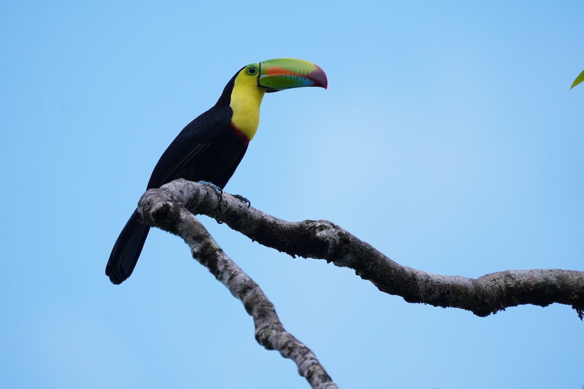 Keel-billed Toucan - ML519675981