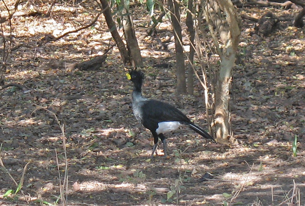 Yellow-knobbed Curassow - ML519676061