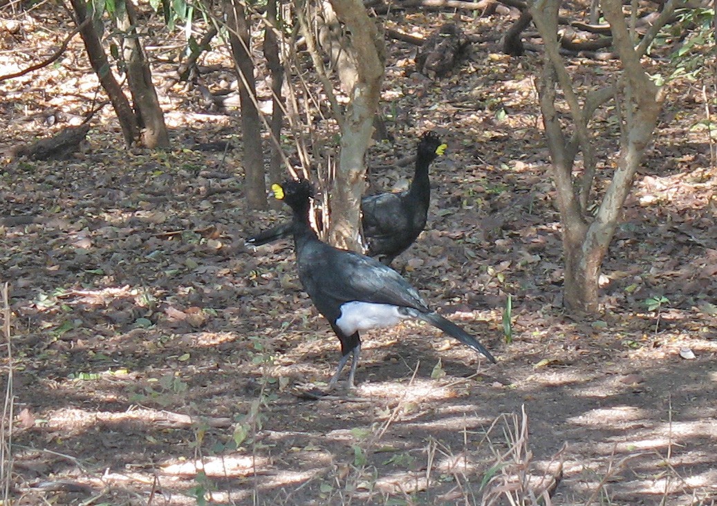 Yellow-knobbed Curassow - ML519676071