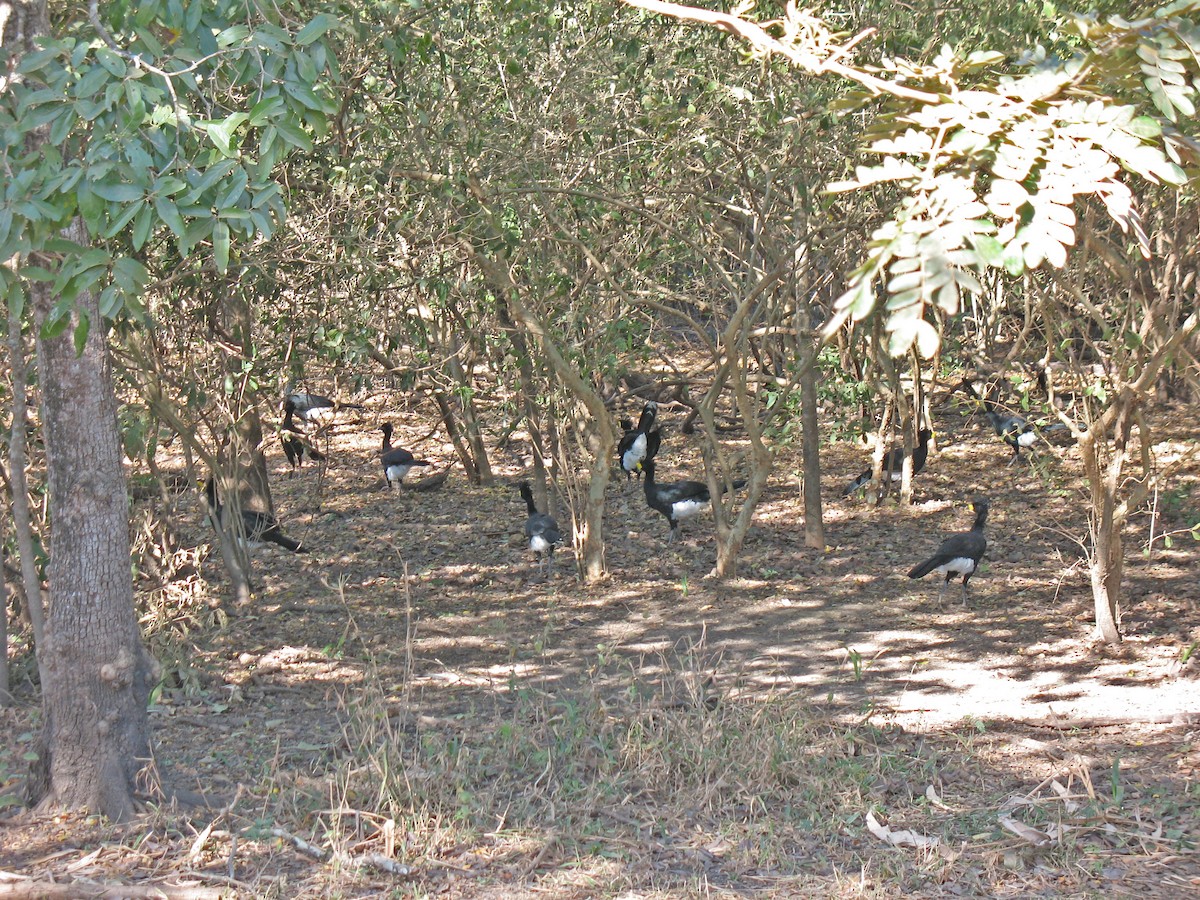 Yellow-knobbed Curassow - ML519676081