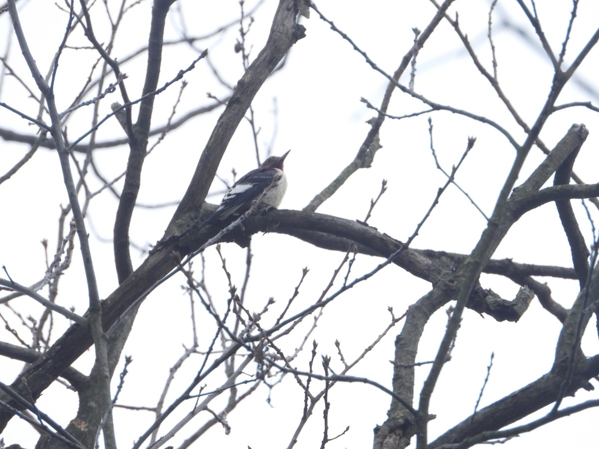 Red-headed Woodpecker - ML519676251