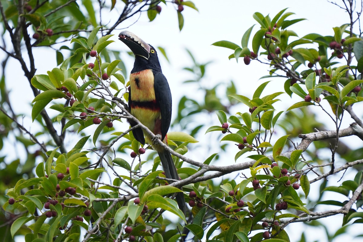 Collared Aracari - ML519676311