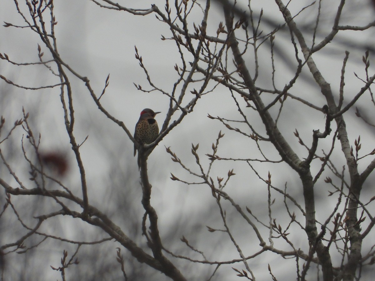 Northern Flicker - ML519676371