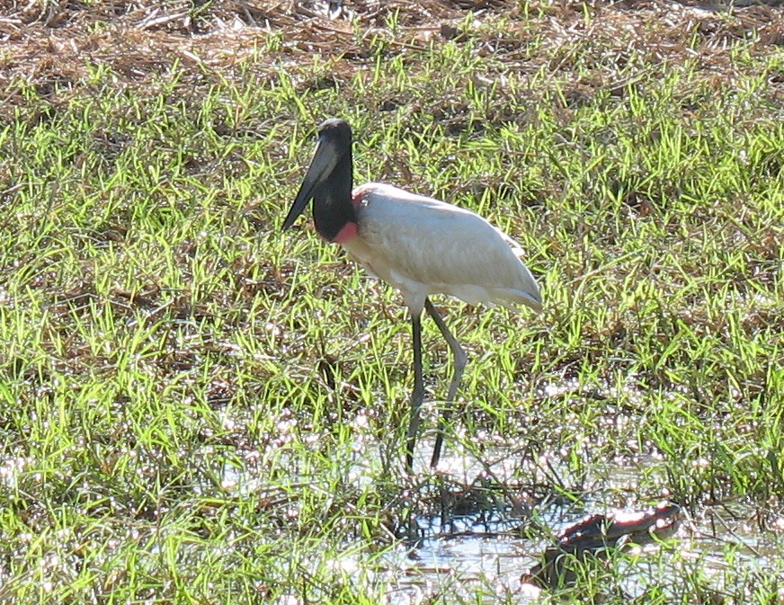 Jabiru - ML519676601