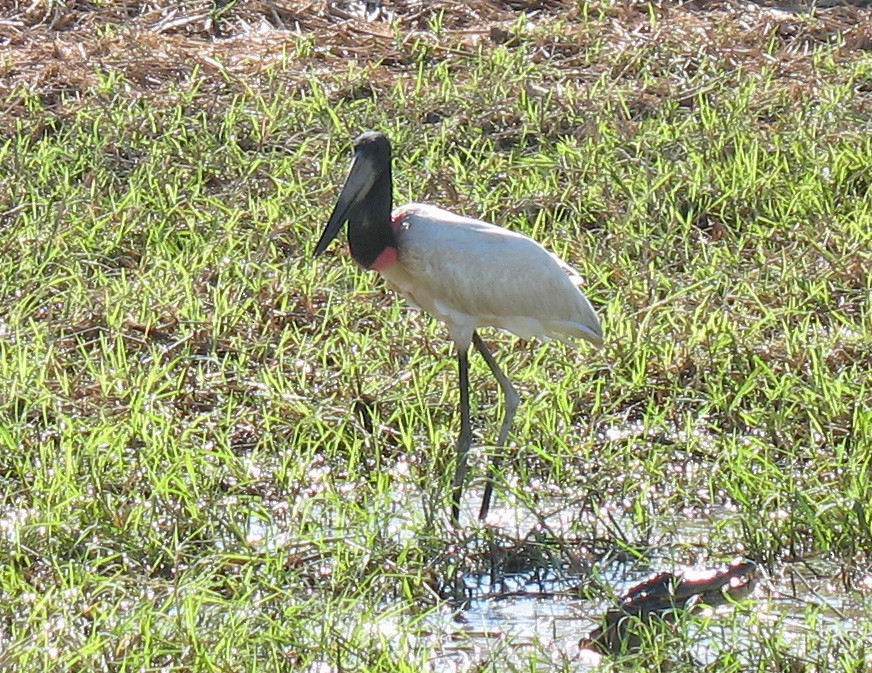 čáp jabiru - ML519676601