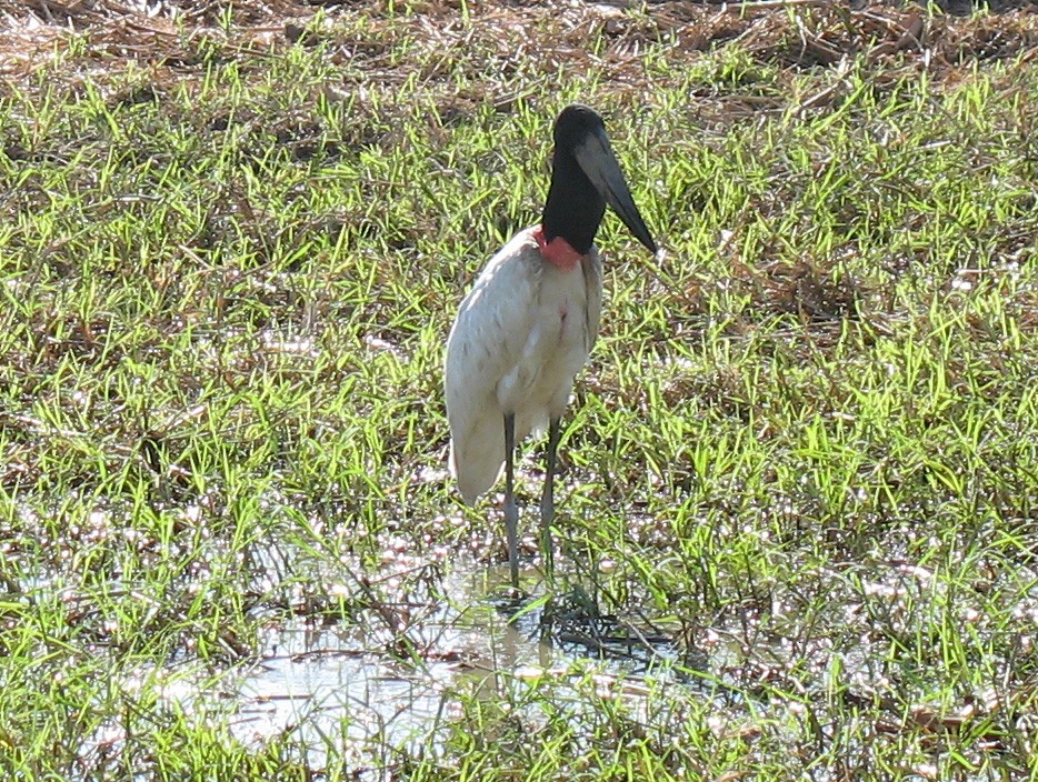 Jabirú Americano - ML519676611