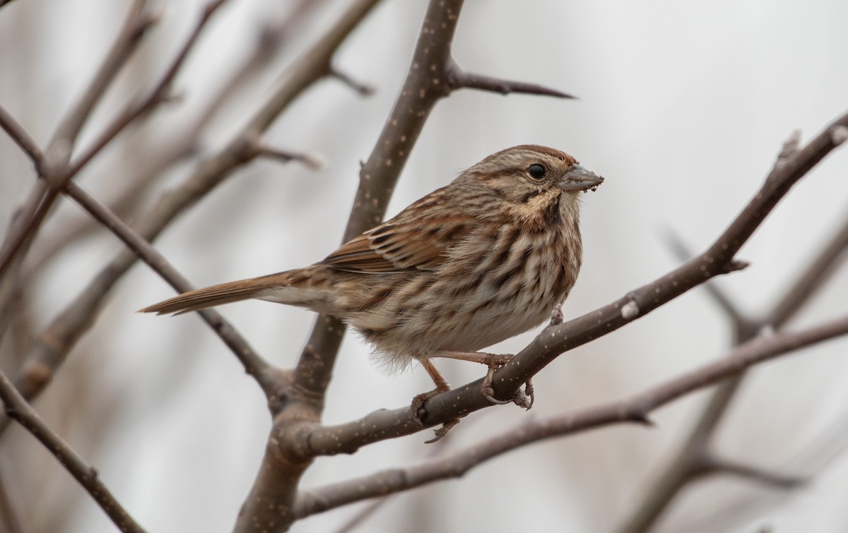 Song Sparrow - ML519677081