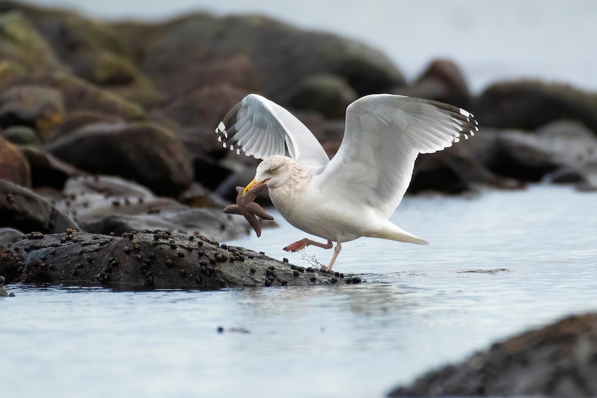 Herring Gull - Kelly Leap
