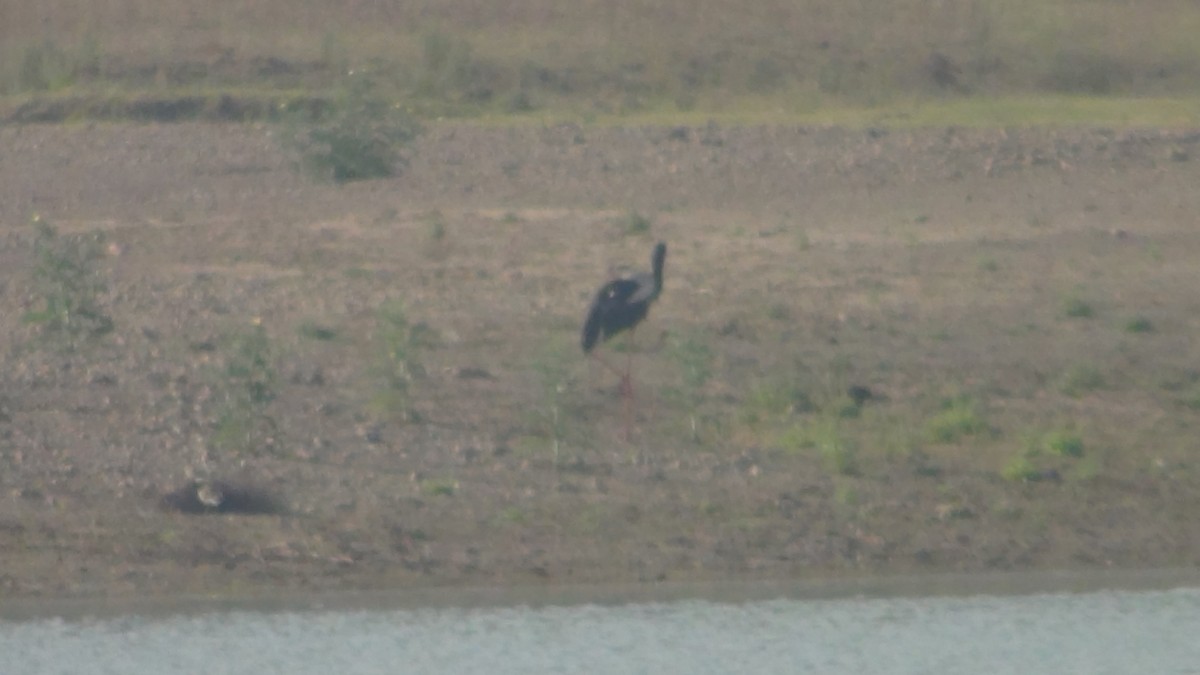 Black-necked Stork - Christopher Rustay