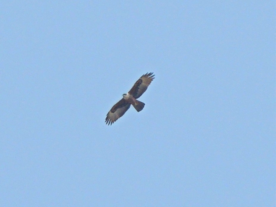 Rufous-bellied Eagle - ML51967881