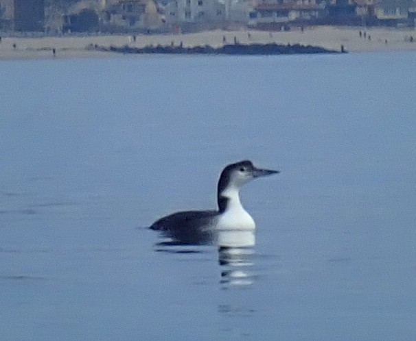 Common Loon - ML519678981