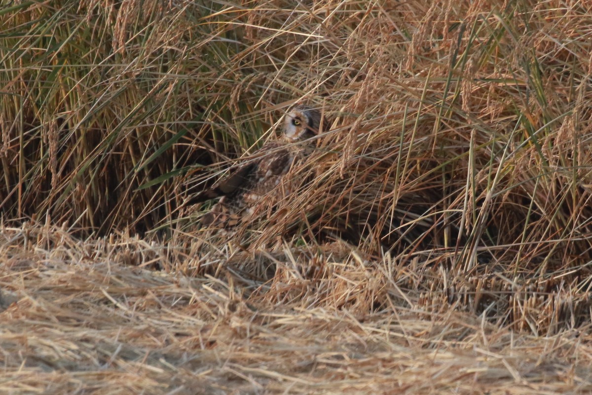 Hibou des marais - ML519678991