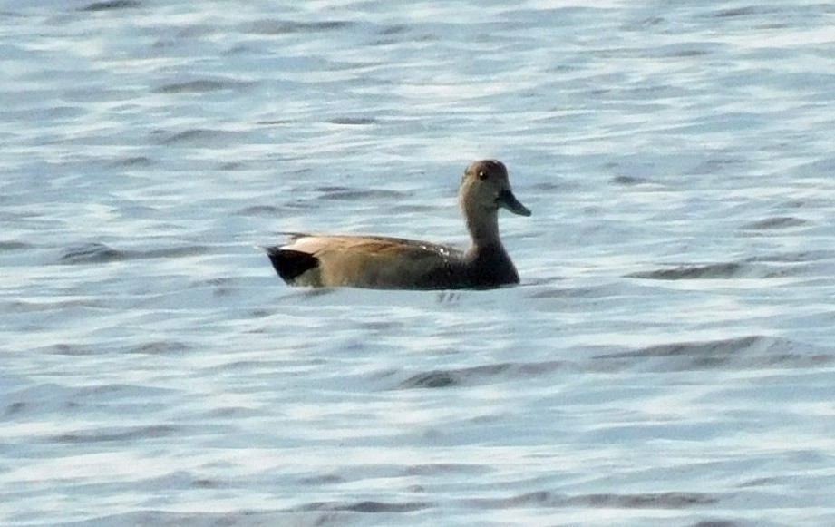 Gadwall - ML519679041