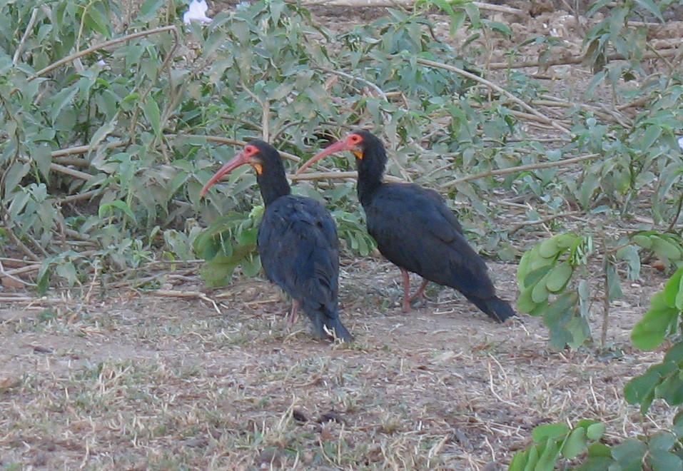 Sharp-tailed Ibis - ML519681061