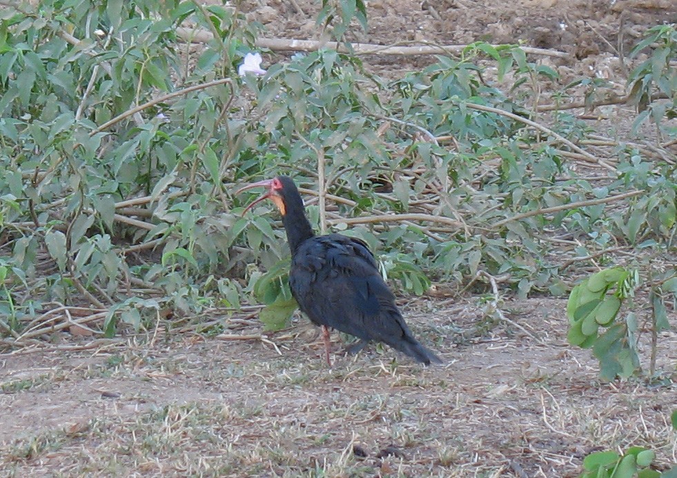 ibis dlouhoocasý - ML519681071