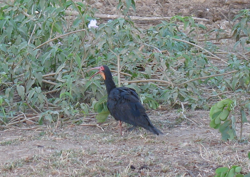 Ibis à queue pointue - ML519681071