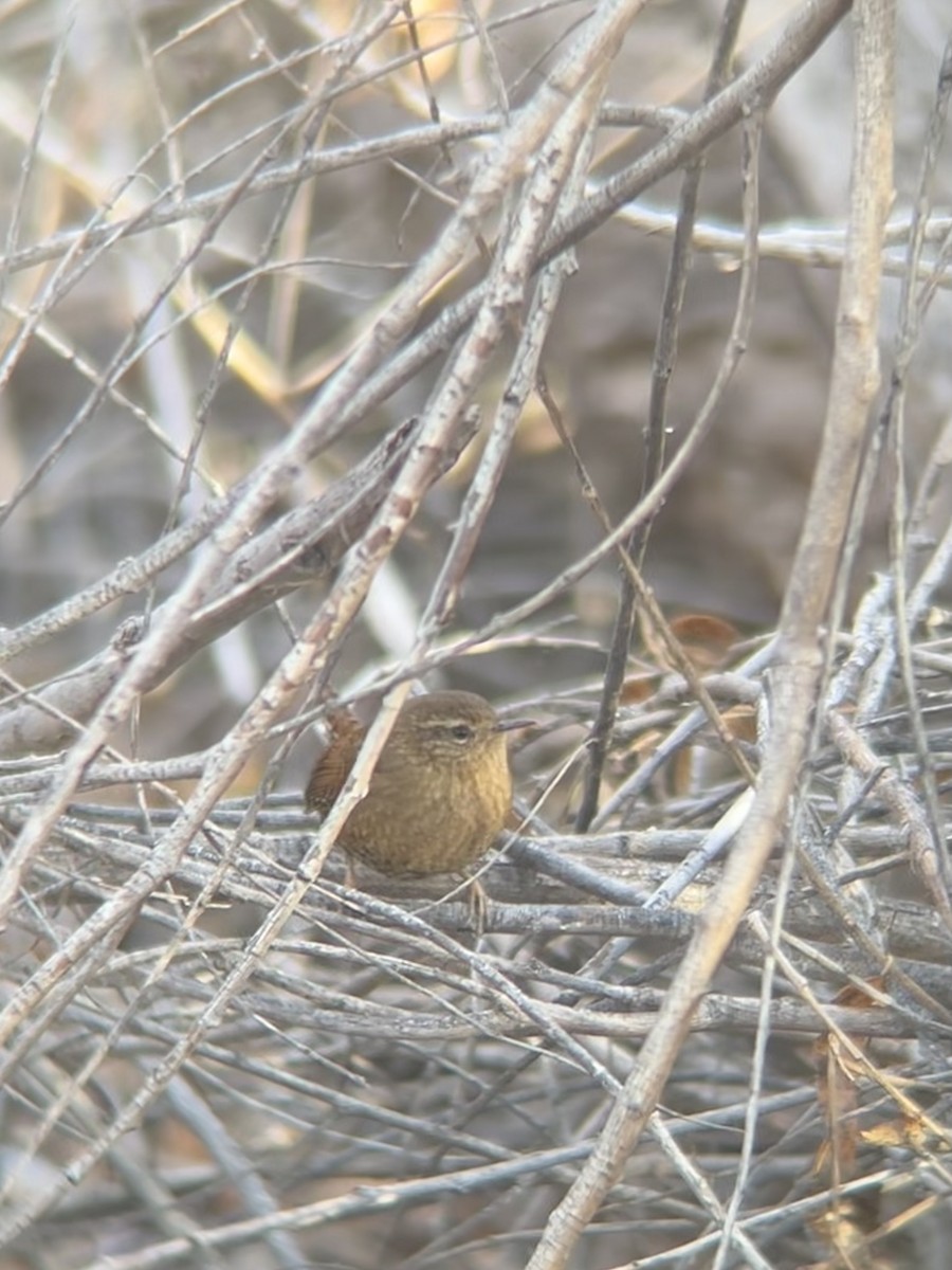 Pacific Wren - Danny Tipton