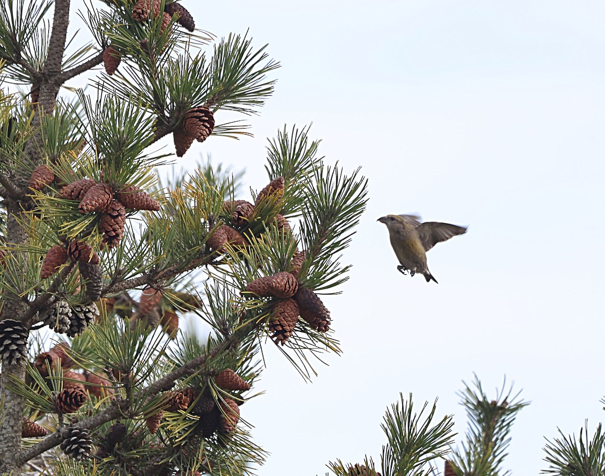 Red Crossbill - burton balkind