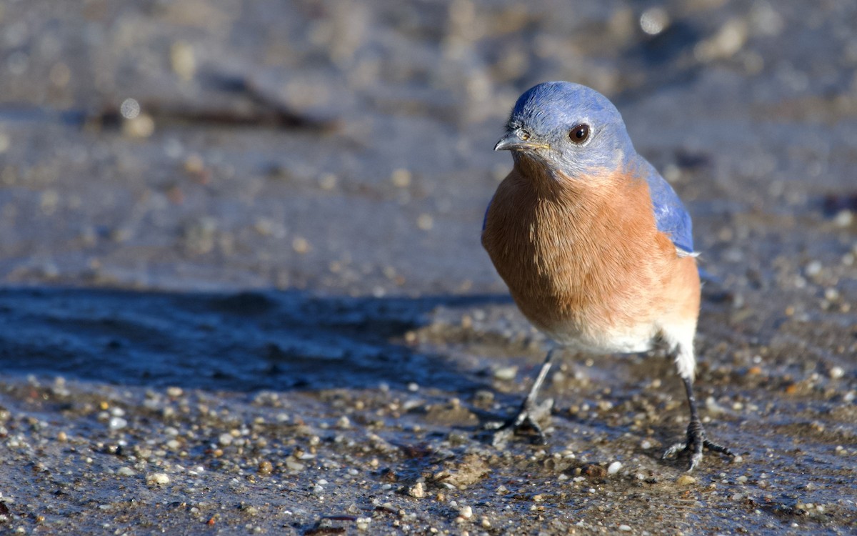 Eastern Bluebird - Weston Barker